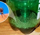 Эффективная ловушка для комаров из пластиковой бутылки
